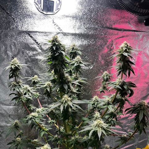 Mariah / Junie  growlog photo: Week 6 of flowering 