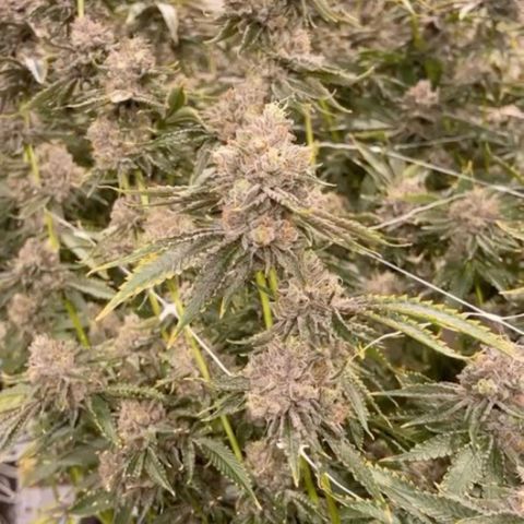 Mariah / Junie  growlog photo: Week 6 of flowering 