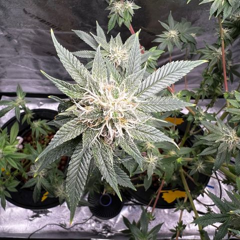 Mariah / Junie  growlog photo: Week 6 of flowering 