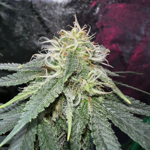 Mariah / Junie  growlog photo: Week 6 of flowering 