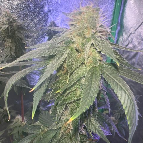 Mariah / Junie  growlog photo: Week 7 