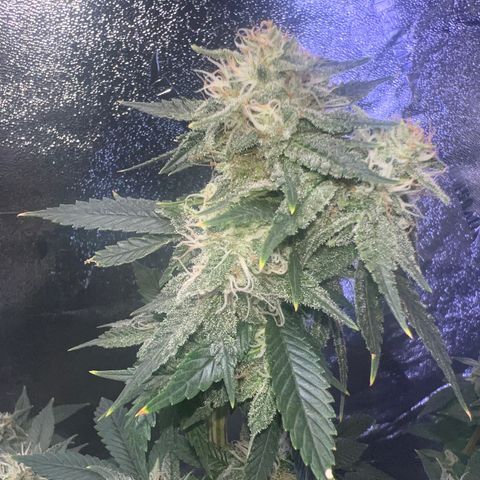 Mariah / Junie  growlog photo: I love it here 