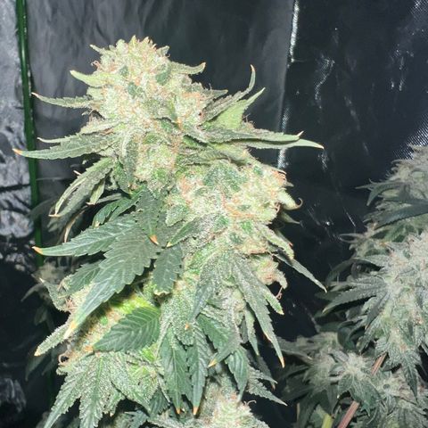 Mariah / Junie  growlog photo: 72 hrs of darkest 
Ph5.5 
I want to put some light on her but idk can I ? 
