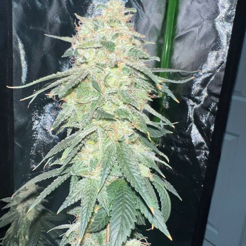 Mariah / Junie  growlog photo: 72 hrs of darkest 
Ph5.5 
I want to put some light on her but idk can I ? 
