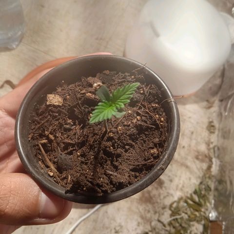 Mango kush  growlog timeline photo