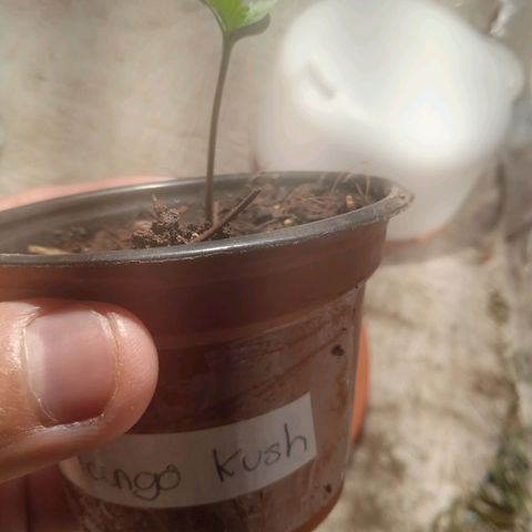 Mango kush  growlog timeline photo