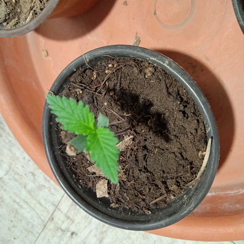 Mango kush  growlog timeline photo