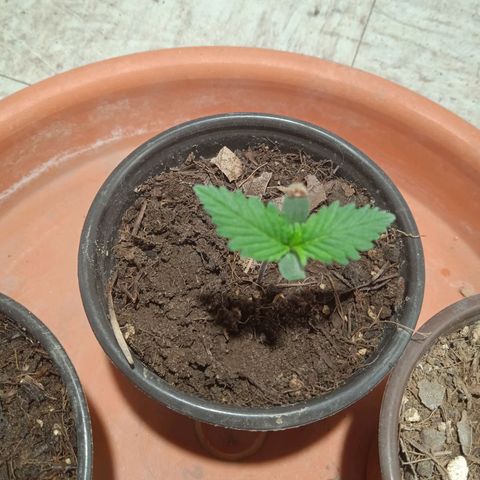 Mango kush  growlog timeline photo