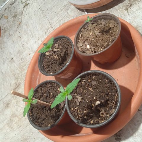 Genética desconocida growlog timeline photo