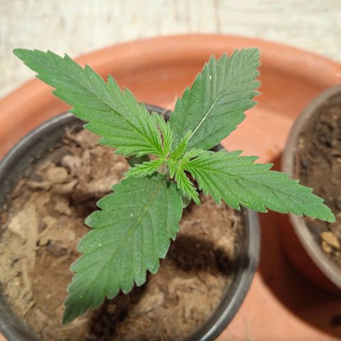 Mango kush  growlog timeline photo