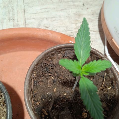 Genética desconocida growlog timeline photo