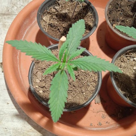 Genética desconocida growlog timeline photo