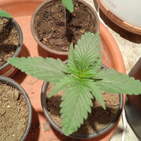 Genética desconocida growlog timeline photo