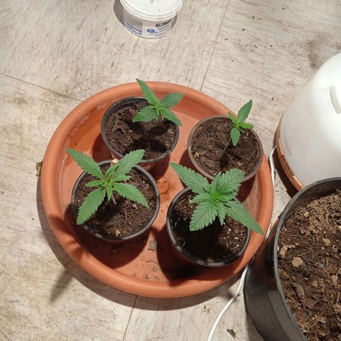 Genética desconocida growlog timeline photo