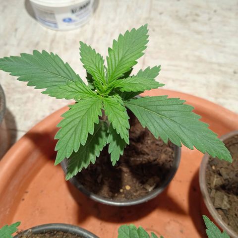 Mango kush  growlog timeline photo