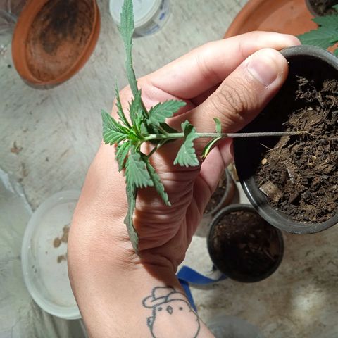 Mango kush  growlog timeline photo