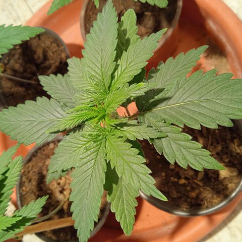 Genética desconocida growlog timeline photo
