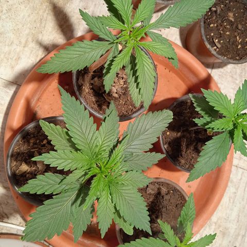 Genética desconocida growlog timeline photo