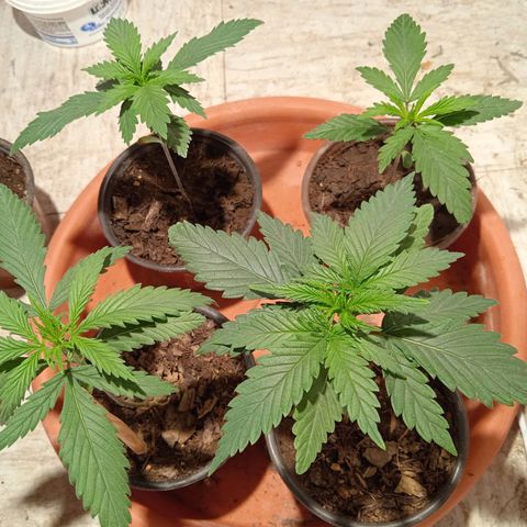 Genética desconocida growlog timeline photo