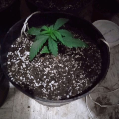 Mango kush  growlog timeline photo