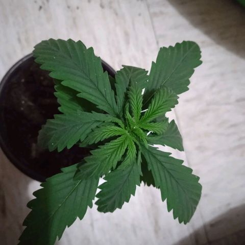 Genética desconocida growlog timeline photo