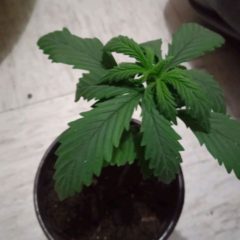 Genética desconocida growlog timeline photo