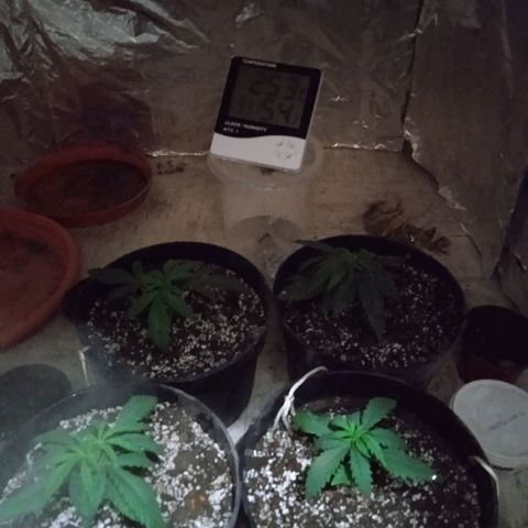 Genética desconocida growlog timeline photo