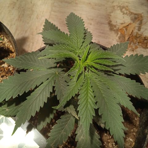 Genética desconocida growlog timeline photo