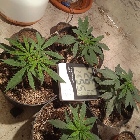 Genética desconocida growlog timeline photo