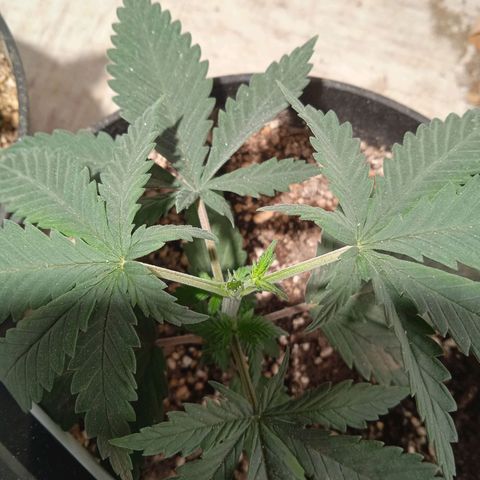 Genética desconocida growlog timeline photo