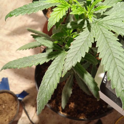 Mango kush  growlog timeline photo