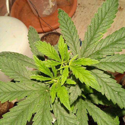 Mango kush  growlog timeline photo