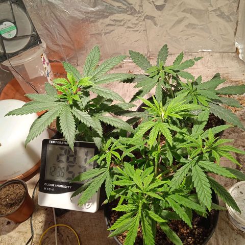 Genética desconocida growlog timeline photo
