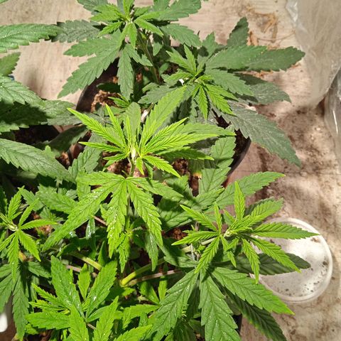 Genética desconocida growlog timeline photo
