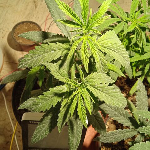 Mango kush  growlog timeline photo