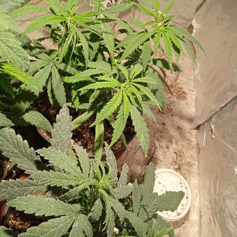 Genética desconocida growlog timeline photo