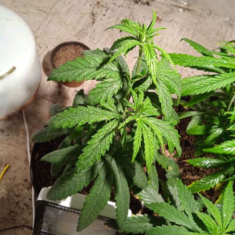 Mango kush  growlog timeline photo