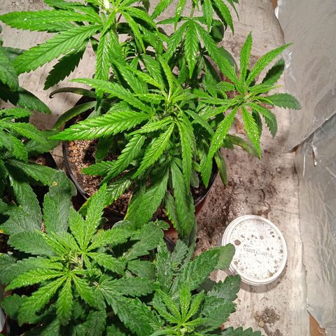 Genética desconocida growlog timeline photo