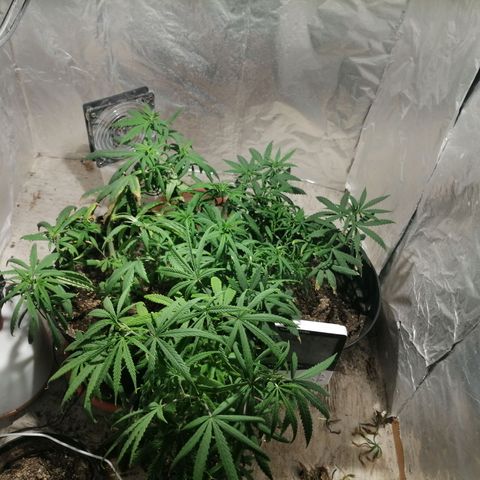 Genética desconocida growlog timeline photo