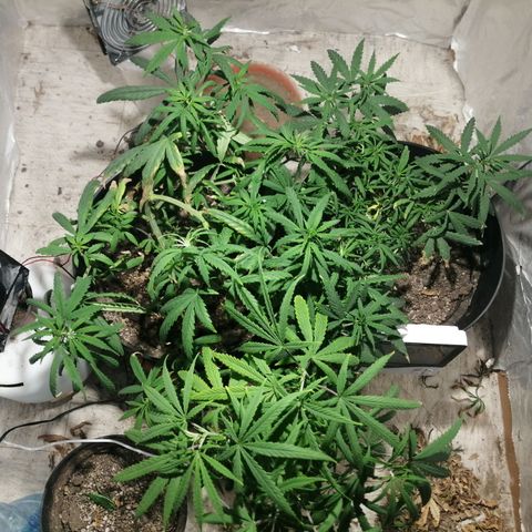 Genética desconocida growlog timeline photo