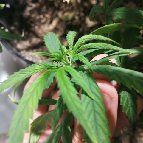 Mango kush  growlog timeline photo