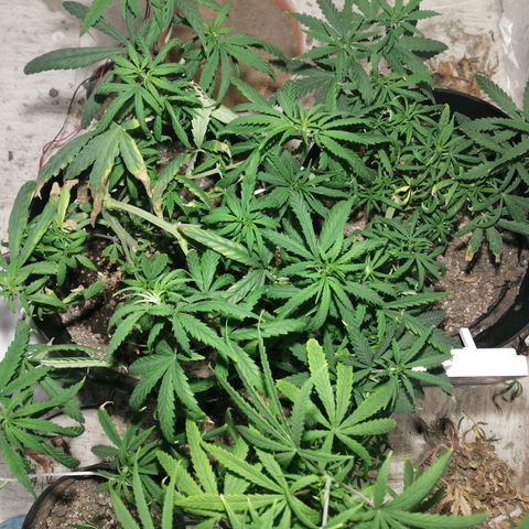 Mango kush  growlog timeline photo