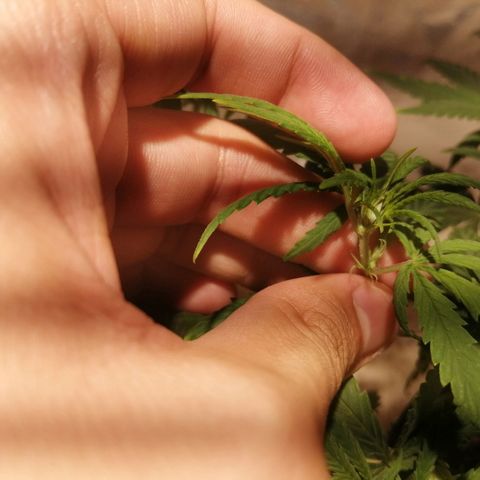 Mango kush  growlog timeline photo