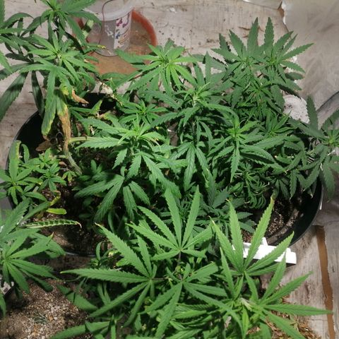 Mango kush  growlog timeline photo