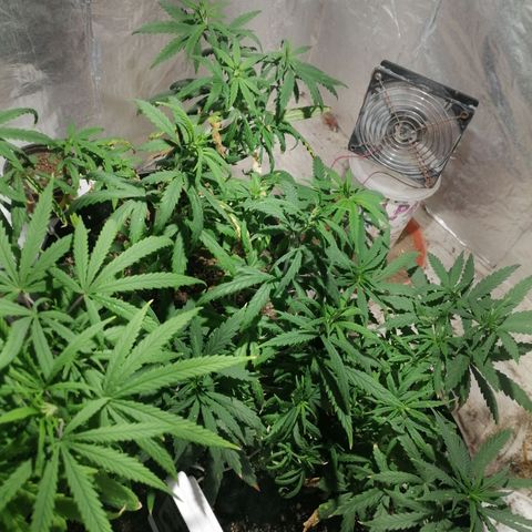 Genética desconocida growlog timeline photo