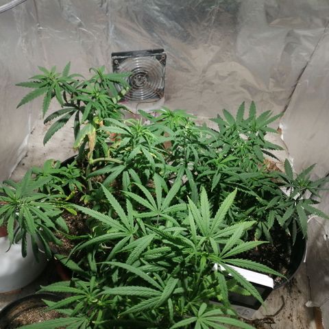 Genética desconocida growlog timeline photo