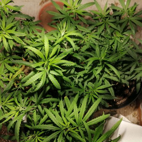 Mango kush  growlog timeline photo