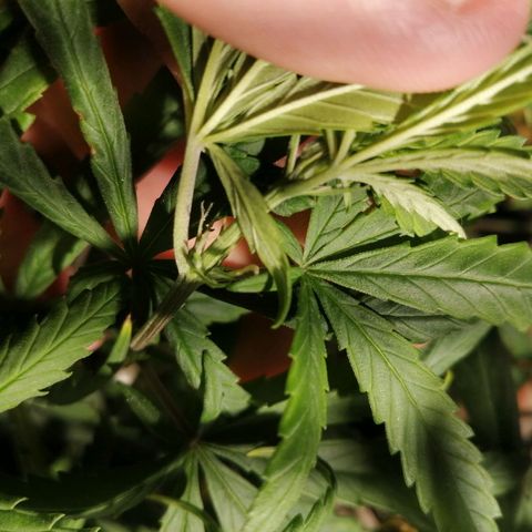 Mango kush  growlog timeline photo