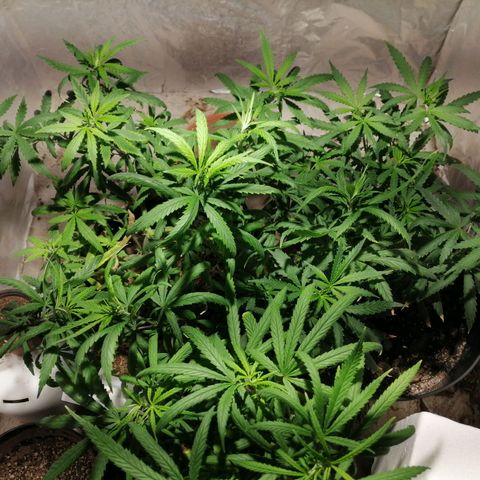 Genética desconocida growlog timeline photo