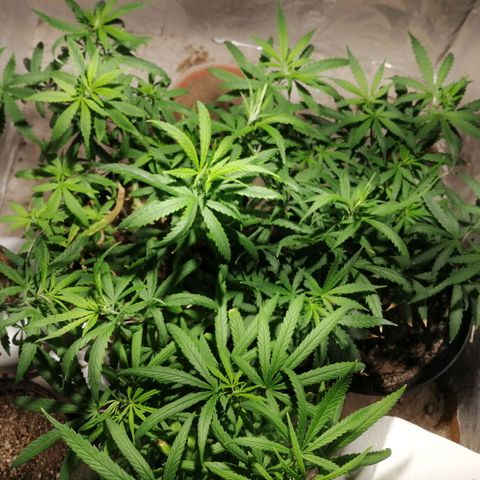 Genética desconocida growlog timeline photo